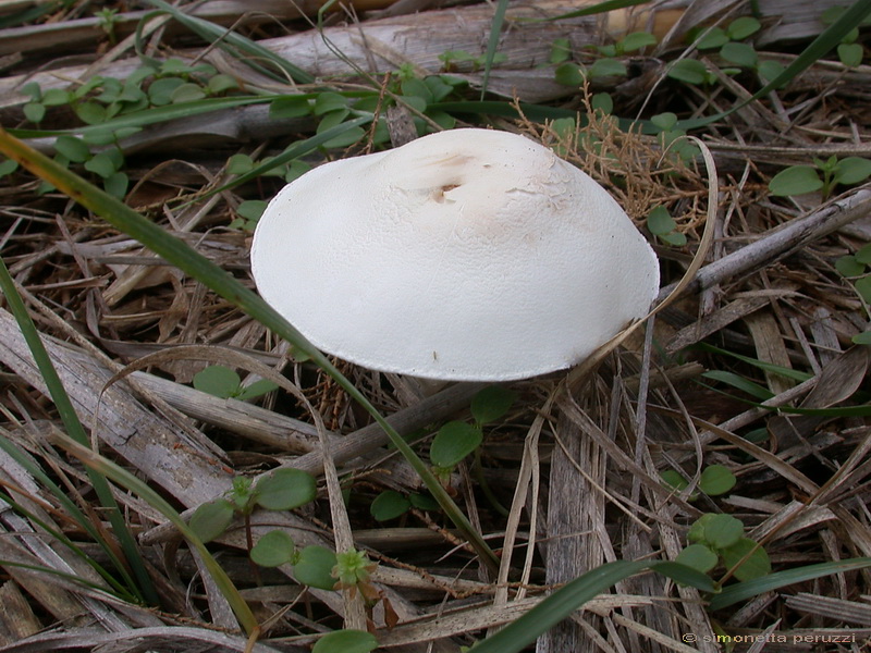 Funghi delle dune e retrodune...